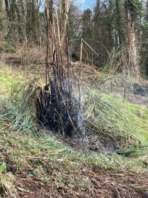 ncinerating a self-sown pampas grass