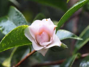 Camellia japonica ‘Kitty’