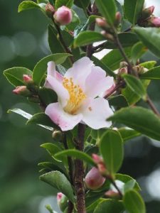 Camellia ‘Fairy Blush’