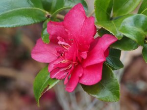 Camellia sasanqua ‘Bonanza’