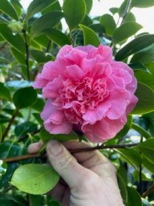Camellia japonica ‘Scentsation’