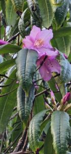 Rhododendron stenaulum (Rh. moulmainense)