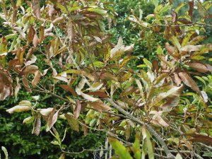 Quercus franchetii