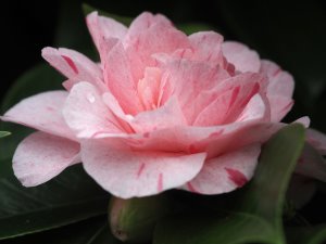 Camellia japonica ‘Kick Off’