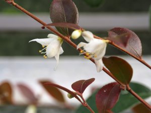 Camellia parvilimba (18060)