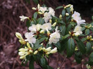 Rhododendron ‘Bo Peep’ (Yellow)