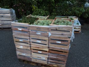 Boxes of liner sized plants