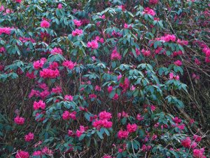 Rhododendron ‘Winters Interlude’
