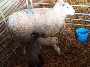 Lambing started 3 or 4 days ago