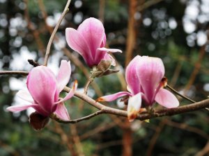 Magnolia denudata ‘Forrest’s Pink’