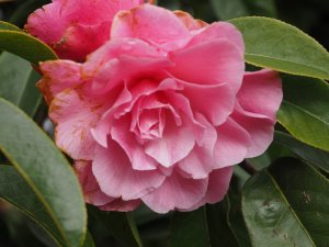Camellia reticulata ‘Mystique’