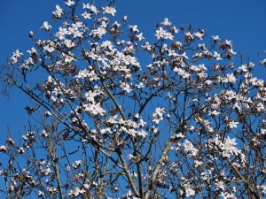Magnolia campbellii ‘Alba’