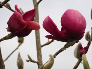 Magnolia ‘Black Tulip’ x M. ‘Darjeeling’