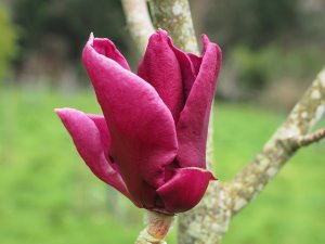 Magnolia ‘Brombeer’