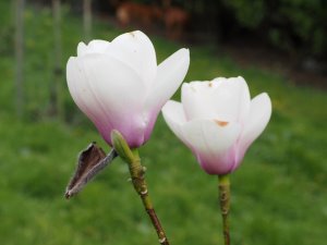 Magnolia ‘Cassiopeia’