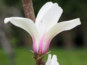 Magnolia cylindrica ‘Bjuv’