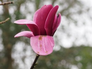 Magnolia ‘Black Tulip’ x M. ‘Caerhays Surprise’ is now call Magnolia ‘Black Swan’
