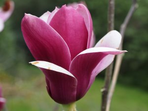 Magnolia ‘Black Tulip’ x M. liliiflora ‘Holland Red’