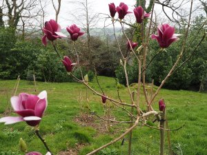 Magnolia ‘Black Tulip’ x M. liliiflora ‘Holland Red’