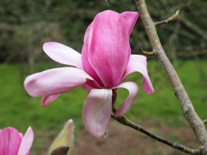Magnolia cylindrica x M. campbelli’Darjeeling’
