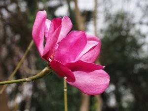 Magnolia sprengari ‘Marwood Spring’