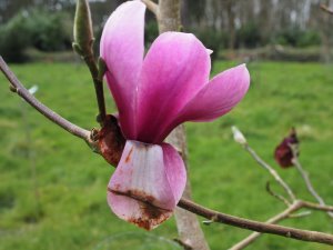 Magnolia ‘Pichard’s Ruby’ x M.’J.C. Williams’