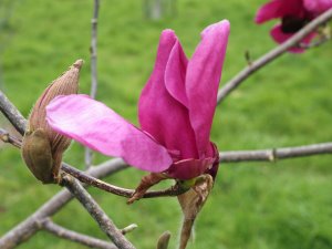 Magnolia ‘Pickard’s Ruby’ x M. campbelli subsp mollicomata ‘Werrington’