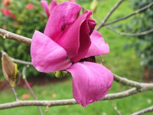 Magnolia ‘Pickard’s Ruby’ x M. campbelli subsp mollicomata ‘Werrington’