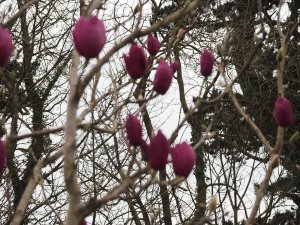 Magnolia ‘Sweet Valentine