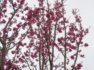 Prunus ‘Collingwood Ingram’