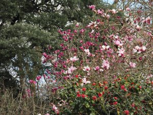 Magnolia ‘Vulcan’ and Magnolia campbelli ‘Charles Raffill'