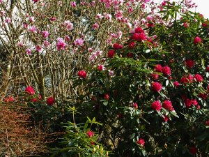 Magnolia ‘Chyverton Red’ and Rhododendron ‘Cornish Red'