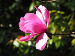 Magnolia sprengeri var. diva ‘Burncoose’