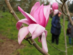 Magnolia cylindrica x M. campbellii‘Darjeeling’