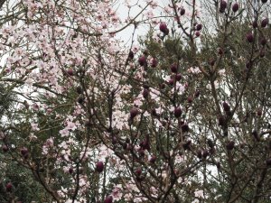 Magnolia campbellii var. alba seedling and Magnolia ‘Black Tulip’