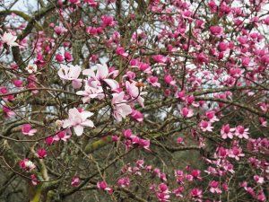 Magnolia campbellii var. alba seedling and Magnolia ‘Kew’s Surprise’