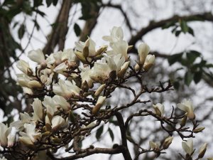 Michelia maudiae and Magnolia cylindrica
