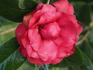Camellia x williamsii ‘Les Jury’