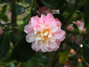 Camellia japonica ‘China Doll’