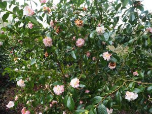 Camellia japonica ‘China Doll’