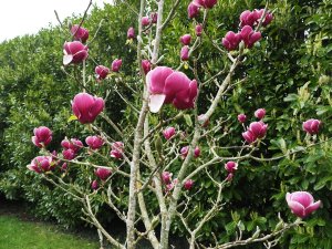 Magnolia ‘Black Tulip’ x M. ‘Pickard’s Ruby’