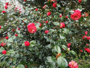 Camellia ‘Winter Gem’
