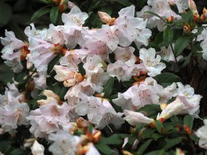 Rhododendron ‘Ciliicalyx’