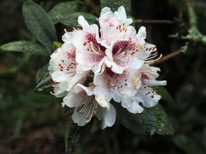 Rhododendron ‘Mrs J.C. Williams’