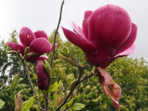 Magnolia ‘Summer Rose’