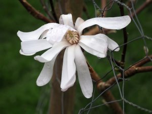 Magnolia ‘Champaign’