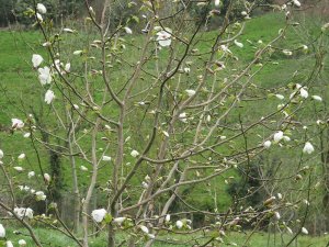 Magnolia pseudokobus ‘Kubishi-modoki’