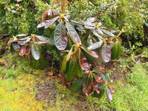 big leaf rhododendron
