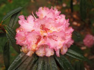 Rhododendron arboreum ‘Tony Schilling’