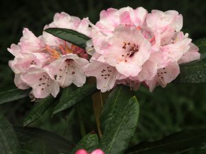 Rhododendron fulvum (KR 10084)